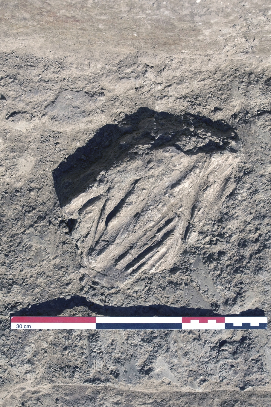 A piece of burnt clay with the impressions of plant stems, probably part of a roof construction.