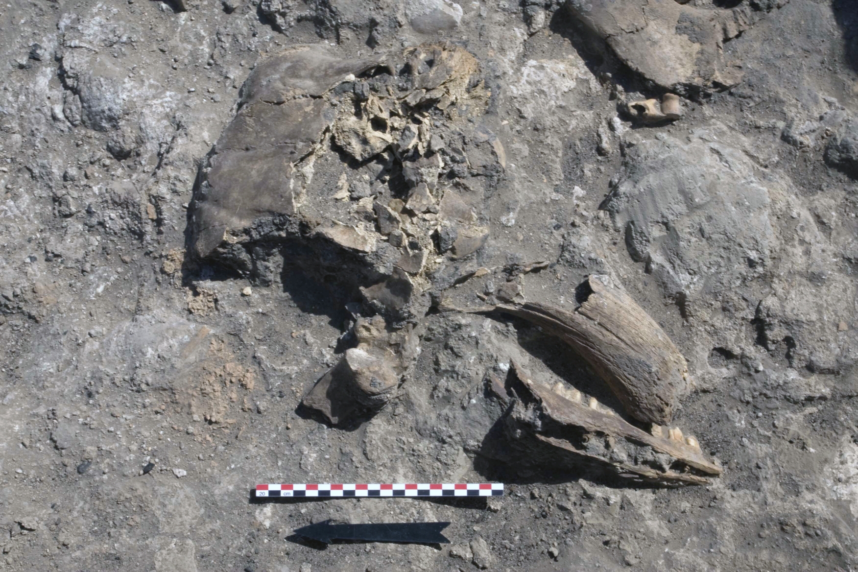 A close-up of an accumulation of animal remains including a horn core, skull fragment and a mandible of cattle, discarded in the ashy layers of the Eastern Midden.