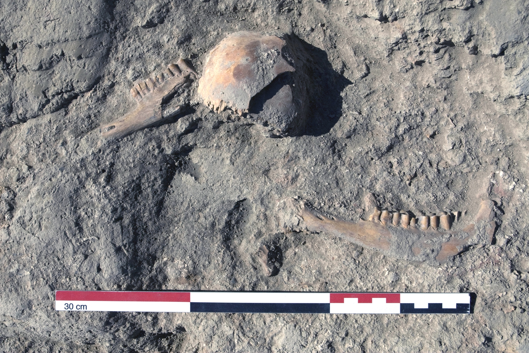 A portion of a cattle maxilla (upper jaw and part of the skull) and two left mandibles of sheep or goat found in the earliest layers of the Eastern Midden.