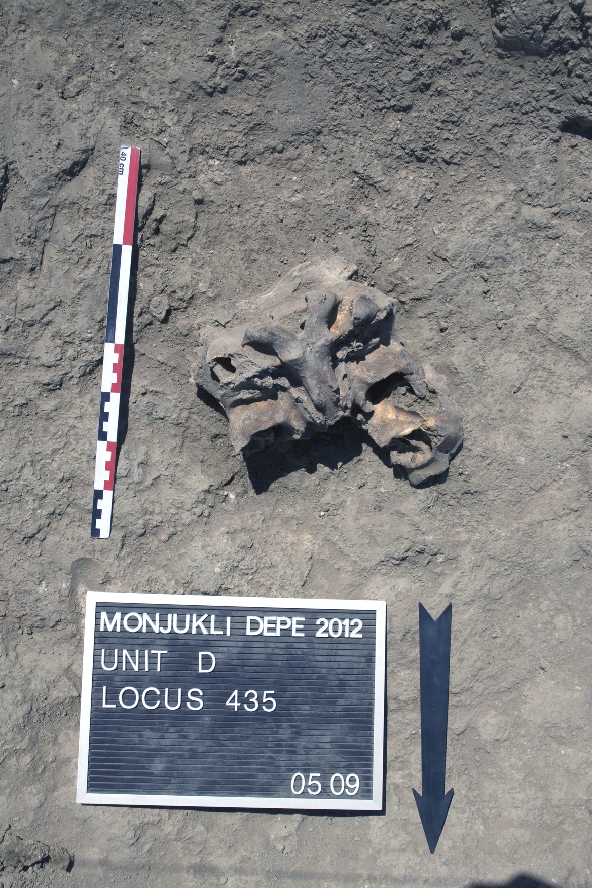 A portion of a cattle skull in the ruins of House 10